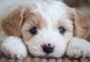 Meet your Posher, 2027 ghenet